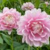 Hoa thược dược ngoại ” Dahlia Bracken ridge Ballerina “- Mã P411