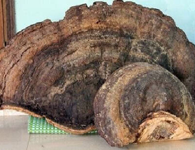 NẤM LINH CHI CỔ (CỔ LINH CHI ) -1KG