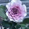 Hoa hồng ngoại màu tím khói New Wave Rose