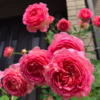 Hoa hồng ngoại Jubilee Celebration rose – Hoa hồng David Austin cá hồi tuyệt đẹp