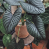 Cây giống kiểng lá Nebula(Alocasia Nebula ‘Imperialis’)