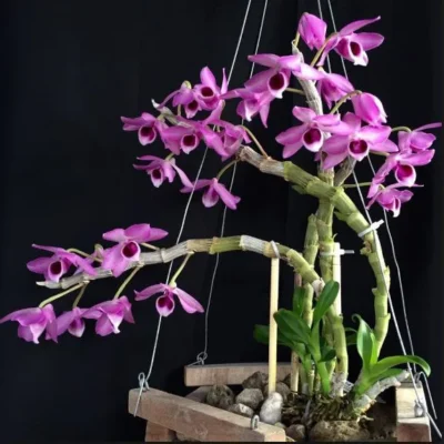 Cây giống hoa phong lan Giả Hạc Lai Trầm - Giống nhập Thái thân mập khỏe mạnh