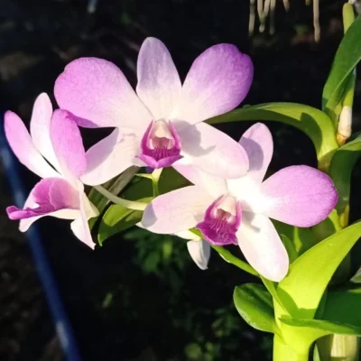 Chậu hoa lan dendro màu hồng pha trắng