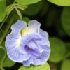 Hạt Giống Hoa đậu biếc " Pastel Blue " nhập khẩu