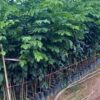 Cây gỗ Lim Xanh, cây lim xẹt, lim lá thắm giống : cây giống cao 30cm-50cm-60cm-80cm-1m-1,2m-1m5m