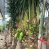 Cây dừa xiêm lùn to có sẵn quả, lộ thân 50cm - 80cm, cao vút lá 3m - 3.5m