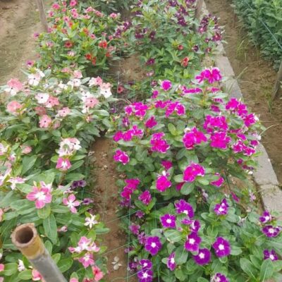 Hạt Giống Hoa Dừa Cạn INDO MIX MÀU