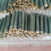 Ống tre,ống nứa , ống giang làm cơm lam