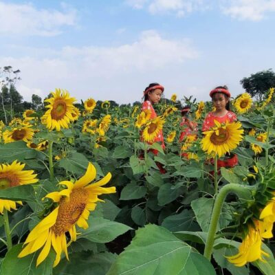 Hạt Giống Hoa HƯỚNG DƯƠNG CAO DÒNG 1 BÔNG – 1kg