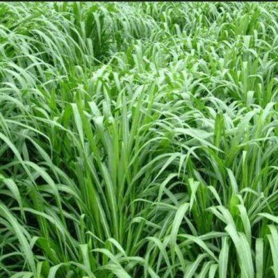 Hạt Giống CỎ ĐUÔI SÓI  - CỎ CHĂN NUÔI