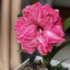 củ giống hoa huệ tây Amaryllis ' Regal Mistress  '
