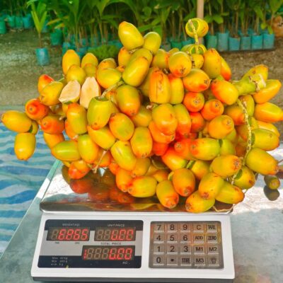 hạt giống " Cọ đào Pupanha " nhập khẩu -1kg (đầy đủ giấy tờ).