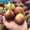 CÂY GIỐNG SUNG MỸ ficus carica Linn-giống sưu tầm cho trái thơm ngọt đang trái