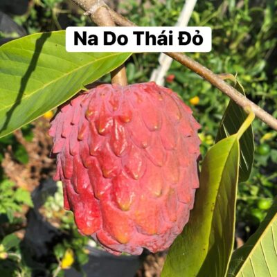 CÂY GIỐNG NA  ĐỎ DO THÁI  Red Atemoya ( Red Geffner Atemoya, Temoylata)  - NHẬP KHẨU
