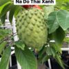 CÂY GIỐNG NA Geffner  - NA DO THÁI XANH NHẬP KHẨU
