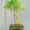 TÁC PHẨM TRE NGÀ BONSAI : TRAO DUYÊN NGHỆ THUẬT