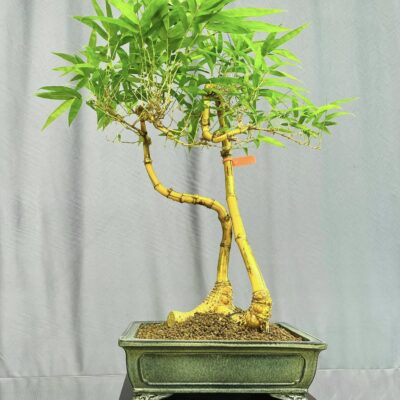 TÁC PHẨM TRE NGÀ BONSAI : TRAO DUYÊN NGHỆ THUẬT