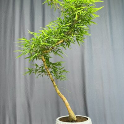 TÁC PHẨM TRE NGÀ BONSAI : THĂNG LONG NGHỆ THUẬT