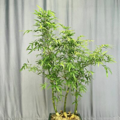 TÁC PHẨM TRE NGÀ XANH QUÝ HIẾM BONSAI : DÒNG THỜI GIAN NGHỆ THUẬT