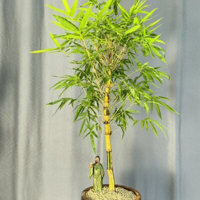 TÁC PHẨM TRE NGÀ BONSAI : NHẤT TRỤ NGHỆ THUẬT