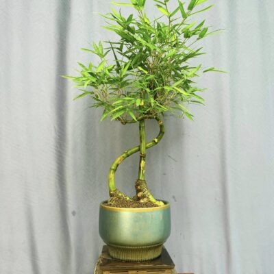 TÁC PHẨM TRE NGÀ XANH QUÝ HIẾM BONSAI : ĐÔ LA NGHỆ THUẬT