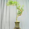 TÁC PHẨM TRE NGÀ BONSAI : NGHỆ THUẬT PHONG THỦY