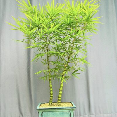 TÁC PHẨM TRÚC QUAN ÂM BONSAI : BẰNG HỮU NGHỆ THUẬT