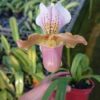 Lan Hài " Paphiopedilum Babigerum Hybrid " đang mèo nụ