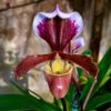 Lan Hài Paphiopedilum Lokianum đang mèo nụ