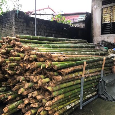 cọc tre gai,hàng tuyển chọn đường kính 6cm-8cm, cắt 2.5m-3m