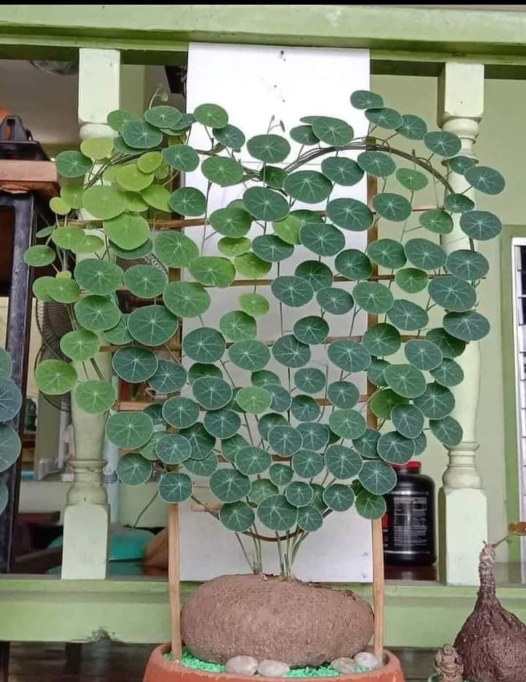 chậu cây Củ bình vôi thái lan lá tròn NHẬP KHẨU chậu cây Củ bình vôi thái lan lá tròn NHẬP KHẨU
