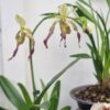 Lan Hài " Paphiopedilum  Parishii " - chậu hoa đang ôm mèo nụ