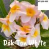 CÂY GIỐNG HOA CHAMPA - HOA SỨ ĐẠI THÁI " DOK TON WHITE " NHẬP KHẨU