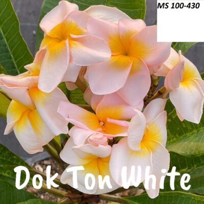 CÂY GIỐNG HOA CHAMPA - HOA SỨ ĐẠI THÁI " DOK TON WHITE " NHẬP KHẨU