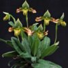 Lan Hài con rùa ĐỎ 🐢 - Paphiopedilum venustum