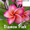 CÂY GIỐNG HOA CHAMPA - HOA SỨ ĐẠI " DIAMON PINK " NHẬP KHẨU