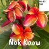CÂY GIỐNG HOA CHAMPA - HOA SỨ ĐẠI " NOK KAOW " NHẬP KHẨU