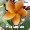 CÂY GIỐNG HOA CHAMPA - HOA SỨ ĐẠI " PARAMINO " NHẬP KHẨU