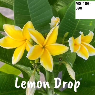 CÂY GIỐNG HOA CHAMPA - HOA SỨ ĐẠI " LEMON DROP " NHẬP KHẨU