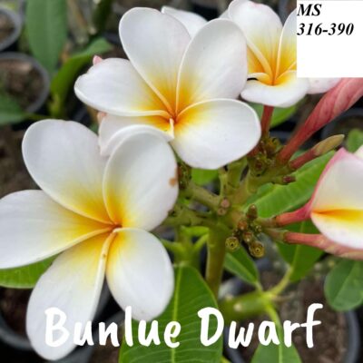 CÂY GIỐNG HOA CHAMPA - HOA SỨ ĐẠI " BUNLUE DWARF " NHẬP KHẨU