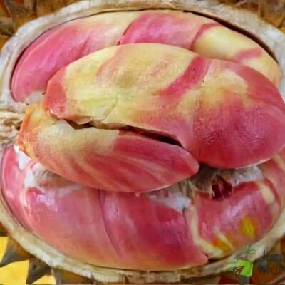 CÂY GIỐNG " SẦU RIÊNG PELANGI – SẦU RIÊNG RUỘT ĐỎ CẦU VỒNG "-  NHẬP KHẨU