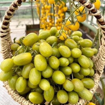 Hạt Giống Cà Chua Nho Xanh F1 - 1 gói 25 hạt