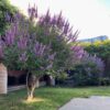 CÂY NỘI THẤT  PHONG THỦY " Vitex agnus-castus " dáng Tree.