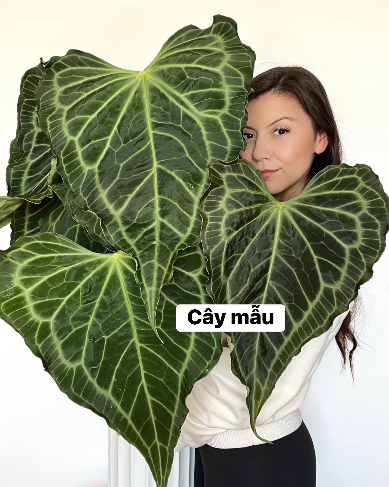 CÂY KIỂNG LÁ PHONG THỦY " Anthurium Delta Force " CÂY KIỂNG LÁ PHONG THỦY " Anthurium Delta Force "