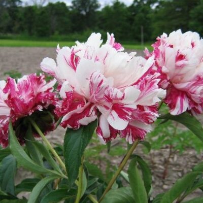 hoa mẫu đơn trung quốc hàng xịn " Peony Paeonia Candy Stripe " nhập khẩu