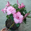 Cây giống hoa sứ thái cánh kép : kỳ duyên
