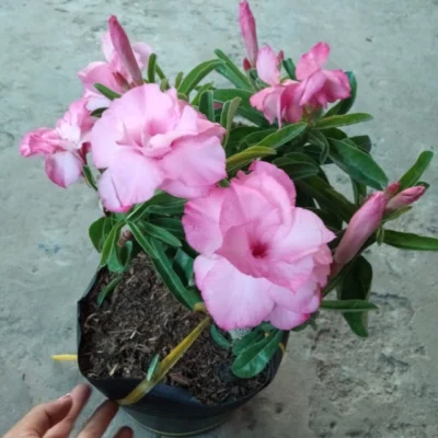 Cây giống hoa sứ thái cánh kép : kỳ duyên