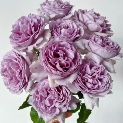 Chậu Hoa Hồng Ngoại " Yin Yin Qing Rose  " - cây nhập khẩu