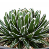 chậu cây Sen đá Queen Victoria Agave
