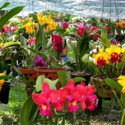 cây giống hoa phong Lan Cattleya đại dòng 1 lá - nhiều màu xổ số